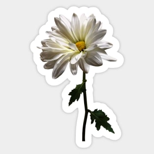 A White Daisy Sticker